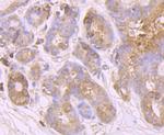 Huntingtin Antibody in Immunohistochemistry (Paraffin) (IHC (P))