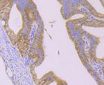 Huntingtin Antibody in Immunohistochemistry (Paraffin) (IHC (P))