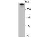 Huntingtin Antibody in Western Blot (WB)