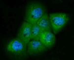 PAK2 Antibody in Immunocytochemistry (ICC/IF)