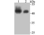 SMARCB1 Antibody in Western Blot (WB)