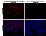 Arginase 1 Antibody in Immunohistochemistry (Paraffin) (IHC (P))