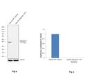 Arginase 1 Antibody in Western Blot (WB)