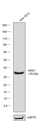 Arginase 1 Antibody in Western Blot (WB)