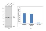 Arginase 1 Antibody in Western Blot (WB)