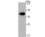 Arginase 1 Antibody in Western Blot (WB)