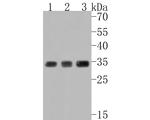 Phospho-CDK2 (Tyr15) Antibody in Western Blot (WB)