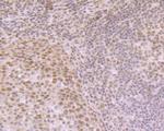 eIF4A3 Antibody in Immunohistochemistry (Paraffin) (IHC (P))