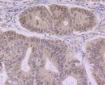 eIF4A3 Antibody in Immunohistochemistry (Paraffin) (IHC (P))