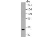 eIF4A3 Antibody in Western Blot (WB)