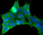 PUM1 Antibody in Immunocytochemistry (ICC/IF)