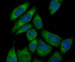 PUM1 Antibody in Immunocytochemistry (ICC/IF)