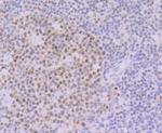 OCT1 (POU2F1) Antibody in Immunohistochemistry (Paraffin) (IHC (P))