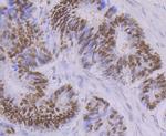 OCT1 (POU2F1) Antibody in Immunohistochemistry (Paraffin) (IHC (P))