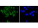 SHP2 Antibody in Immunocytochemistry (ICC/IF)