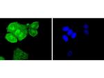 SHP2 Antibody in Immunocytochemistry (ICC/IF)