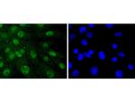 SHP2 Antibody in Immunocytochemistry (ICC/IF)