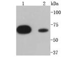 SHP2 Antibody in Western Blot (WB)