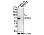 c-Raf Antibody in Western Blot (WB)