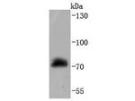 c-Raf Antibody in Western Blot (WB)