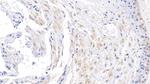 ACVR2A Antibody in Immunohistochemistry (Paraffin) (IHC (P))