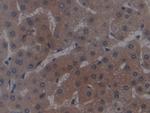 GPT Antibody in Immunohistochemistry (Paraffin) (IHC (P))