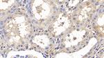 GPT Antibody in Immunohistochemistry (Paraffin) (IHC (P))