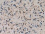 Amphiregulin Antibody in Immunohistochemistry (Paraffin) (IHC (P))