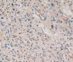 Amphiregulin Antibody in Immunohistochemistry (Paraffin) (IHC (P))