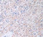 Amphiregulin Antibody in Immunohistochemistry (Paraffin) (IHC (P))