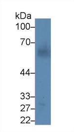 Angiopoietin 1 Antibody in Western Blot (WB)