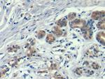 Annexin A1 Antibody in Immunohistochemistry (Paraffin) (IHC (P))