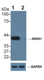 Annexin A1 Antibody in Western Blot (WB)