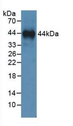 Annexin A1 Antibody in Western Blot (WB)