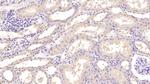 Annexin V Antibody in Immunohistochemistry (Paraffin) (IHC (P))