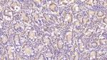 Annexin V Antibody in Immunohistochemistry (Paraffin) (IHC (P))