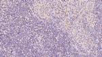 Annexin V Antibody in Immunohistochemistry (Paraffin) (IHC (P))