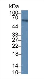 AMH Antibody in Western Blot (WB)