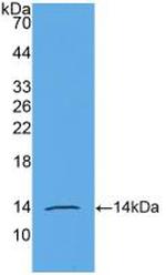 AMH Antibody in Western Blot (WB)