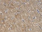 Aquaporin 4 Antibody in Immunohistochemistry (Paraffin) (IHC (P))