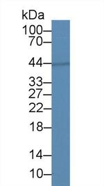 Aquaporin 4 Antibody in Western Blot (WB)