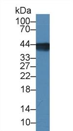 Aquaporin 4 Antibody in Western Blot (WB)