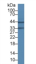 Aquaporin 4 Antibody in Western Blot (WB)