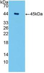 Aquaporin 4 Antibody in Western Blot (WB)