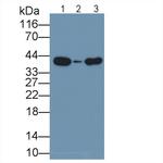 Arginase 2 Antibody in Western Blot (WB)