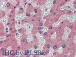 Ceruloplasmin Antibody in Immunohistochemistry (Paraffin) (IHC (P))