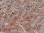 Ceruloplasmin Antibody in Immunohistochemistry (Paraffin) (IHC (P))