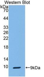 Uteroglobin Antibody in Western Blot (WB)