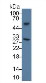 Apolipoprotein J Antibody in Western Blot (WB)