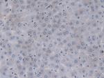 Prothrombin Antibody in Immunohistochemistry (Paraffin) (IHC (P))